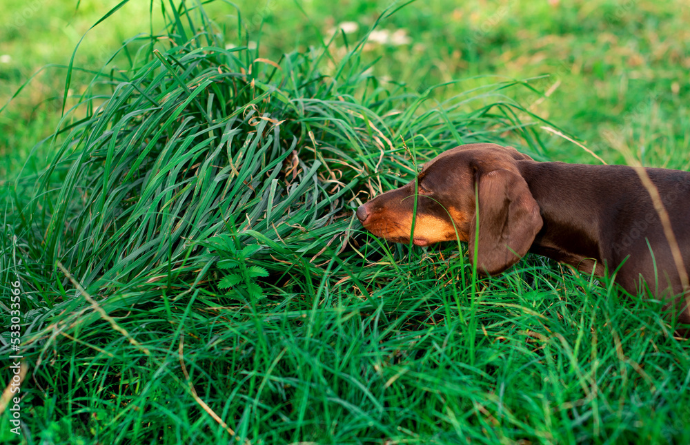 The dachshund is brown for up to six months. The dog sits on the background of blurred green grass and sniffs something. The dog looks away. The photo is blurred. The dachshund is brown for up to six months. The dog sits on the background of blurred green grass and sniffs something. The dog looks away. The photo is blurred.
