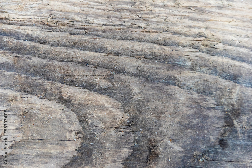 Schwemmholz, holzstruktur ganz nah Schwemmholz, holzstruktur ganz nah