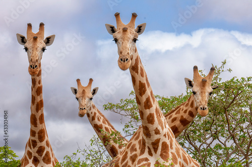 Girafes au Niger dans la réserve de Kouré