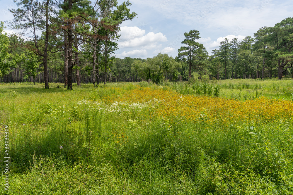 Moores Creek National Battlefield field of black eyed Susan flowers. Park commemorates American Revolutionary War patriot victory over loyalists at Battle of Moore's Creek Bridge in North Carolina.
