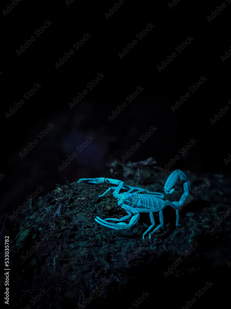 scorpion scorpion
