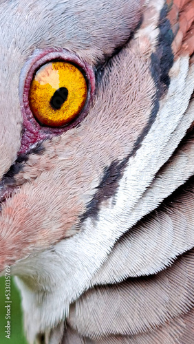 White throated Quail dove photo