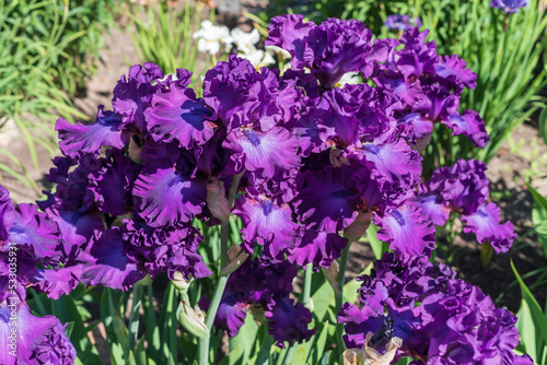 Violet iris flowers in the summer garden.