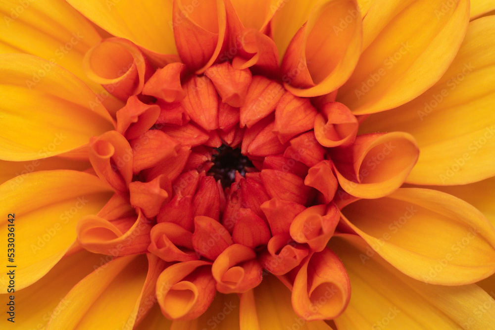 Fototapeta premium orange flower macro