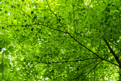 Maple leaves. Looking up into the canopy of a hardwood forest. Dappled, filtered light. 