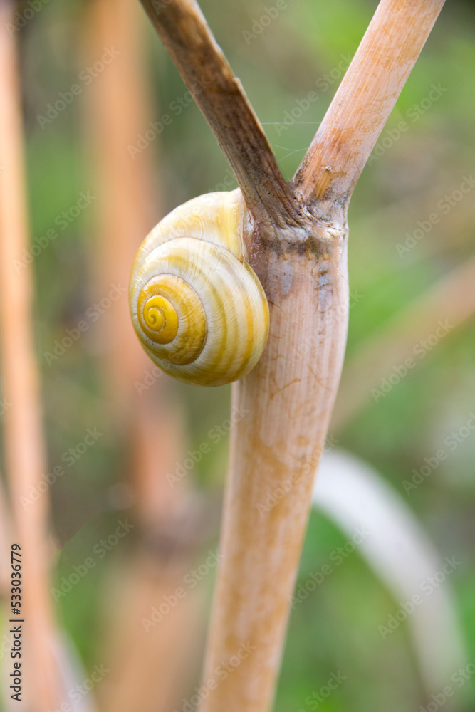 Schnecke (Bänerschnecke, Cepea) an verdorrtem Pflanzenstengel Schnecke (Bänerschnecke, Cepea) an verdorrtem Pflanzenstengel