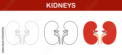 Kidney tracing and coloring worksheet for kids