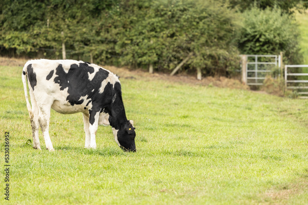 cow grazing during the summer months on grass cow grazing during the summer months on grass