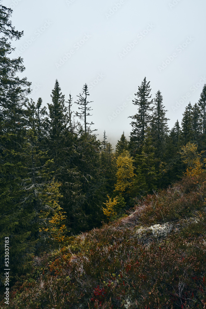 Primeval foggy forest in fall. Image from a trip to the Svartdalstjerna Forest Reserve of the Totenaasen Hills, Norway, in autumn. Primeval foggy forest in fall. Image from a trip to the Svartdalstjerna Forest Reserve of the Totenaasen Hills, Norway, in autumn.