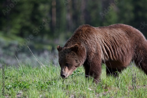 brown bear in the woods