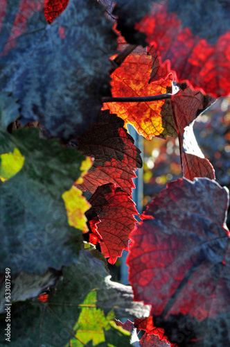 buntes weinlaub