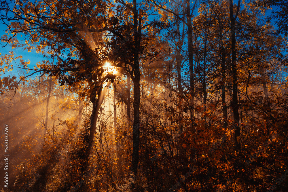Light rays breaks through the foggy atmosphere as the sun rays break across an Arkansas mountain forest tree.