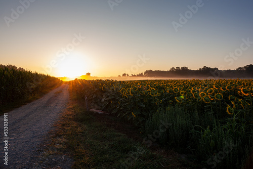 Sunflower field at sunrise along the Chemin du Puy, French route of the Way of St James