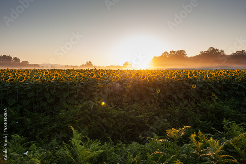 Real Sunflowers field at sunrise along the way of Saint Jacques du Puy, France