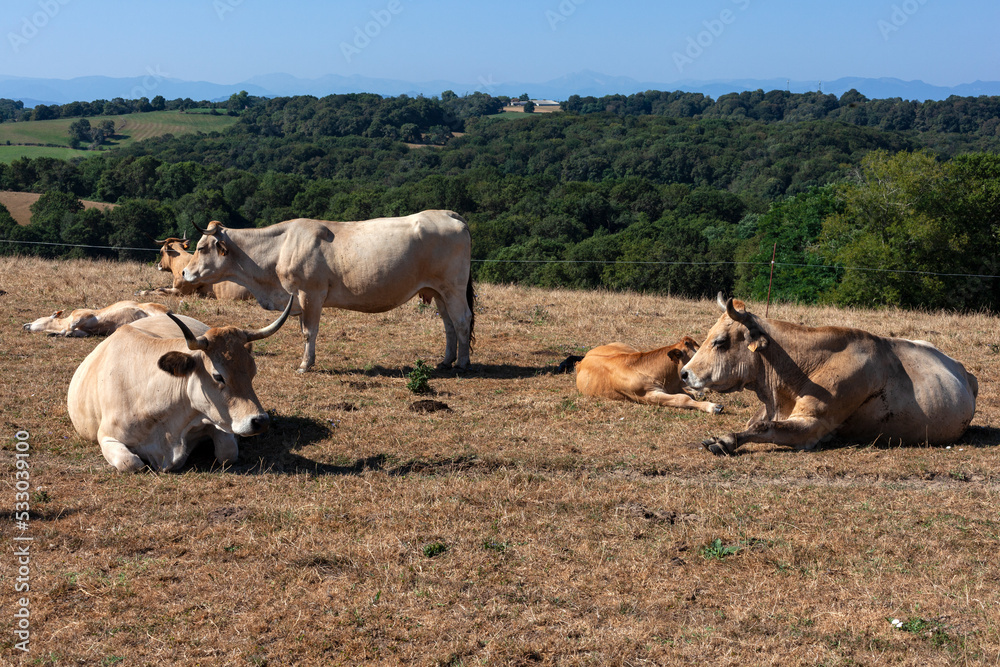 Obraz premium Cows herd on a dried grass field during the summer