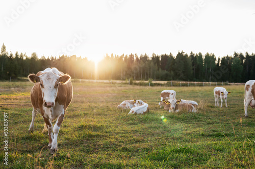 Cow and calves on a green field. Österbotten/Pohjanmaa, Finland