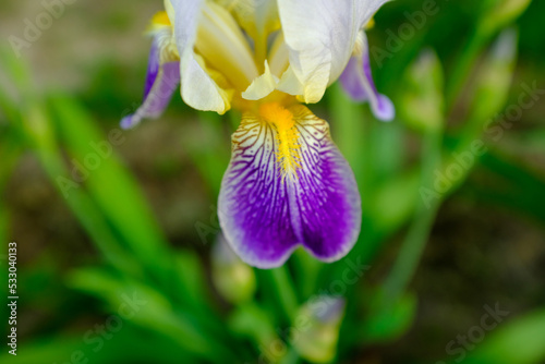 Iris flower on a blurred green background. Iris orchid for poster, calendar, post, screensaver, wallpaper, postcard, card, banner, cover, copy space for your design or text