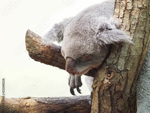 Fototapeta Naklejka Na Ścianę i Meble -  Sloth lies on a tree branch in Zoo Vienna Schonbrunn