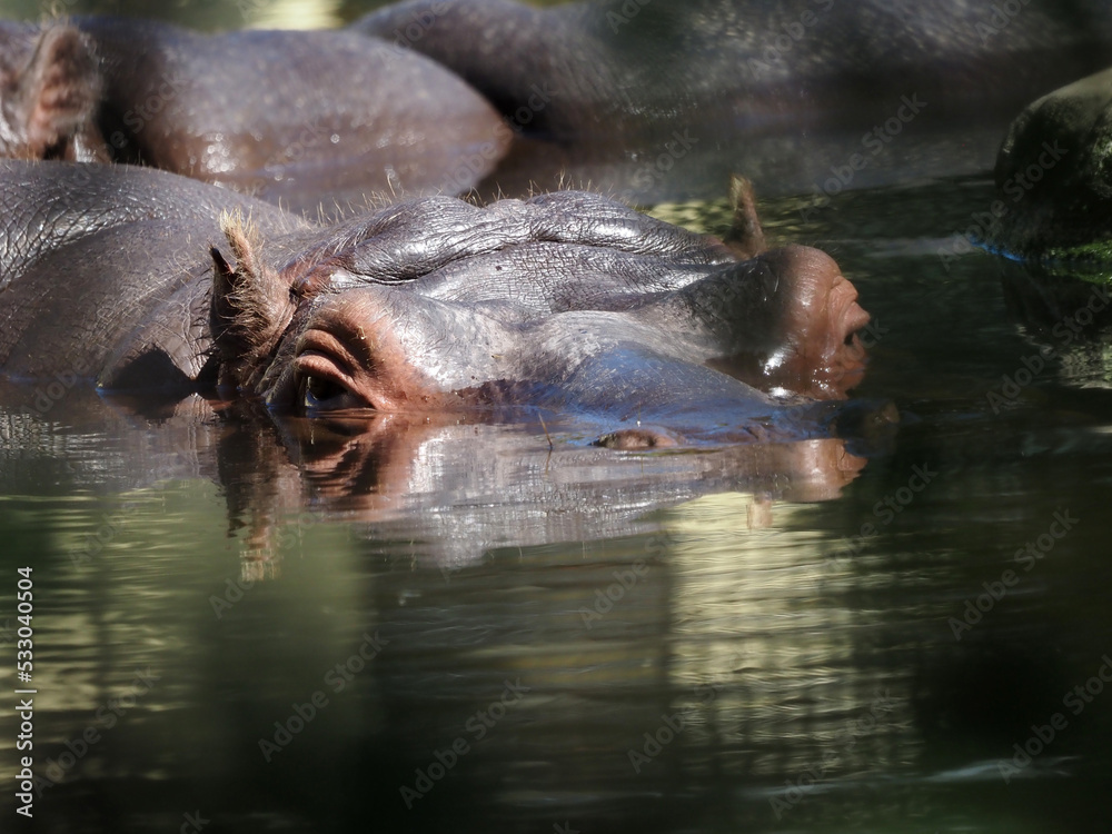 Fototapeta premium The head of a hippopotamus sticks out of the pond