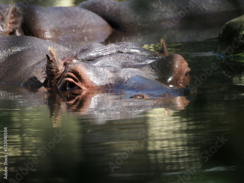 The head of a hippopotamus sticks out of the pond