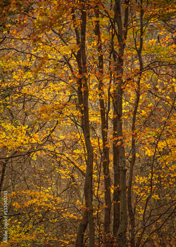 Stunning vibrant close up landscape image of golden beech tree in full color during Autumn
