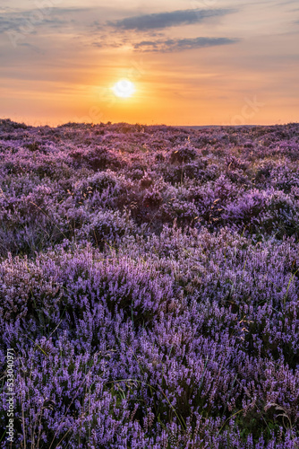 Beautiful late Summer sunrise in Peak District over fields of heather in full bloom around Higger Tor and Burbage Edge © veneratio