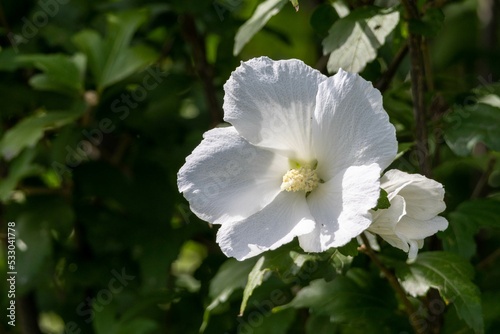 Fototapeta Naklejka Na Ścianę i Meble -  日差しを浴びた葵の白い花