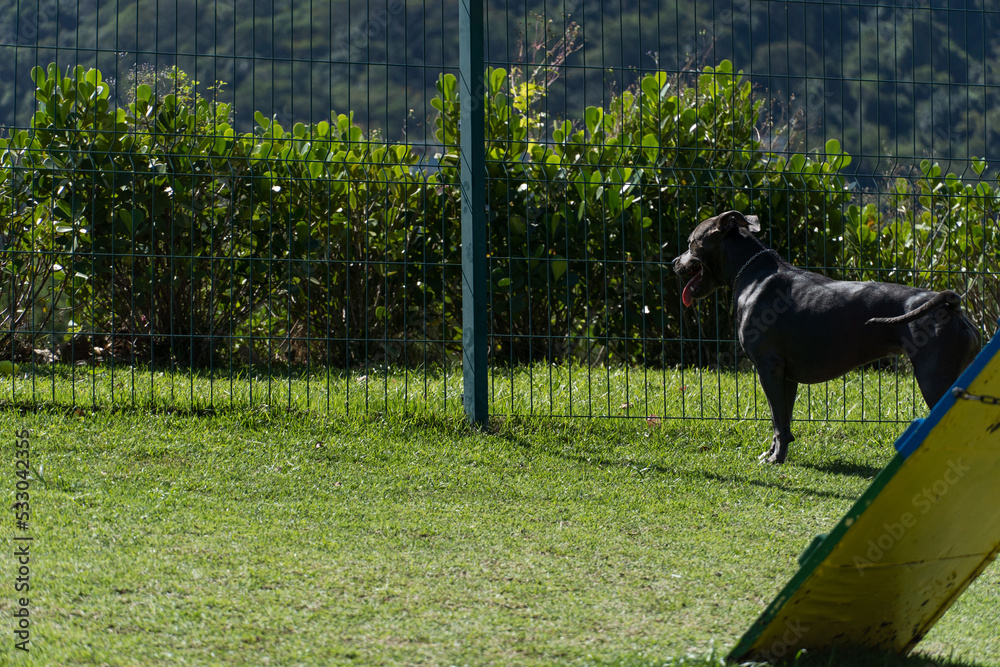 Pit bull dog playing and having fun in the park. Grassy floor, agility ramp, ball. Selective focus. Dog park. Sunny day Pit bull dog playing and having fun in the park. Grassy floor, agility ramp, ball. Selective focus. Dog park. Sunny day