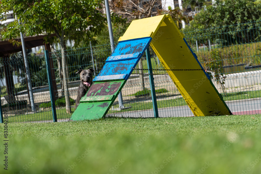 Fototapeta premium Pit bull dog playing and having fun in the park. Grassy floor, agility ramp, ball. Selective focus. Dog park. Sunny day