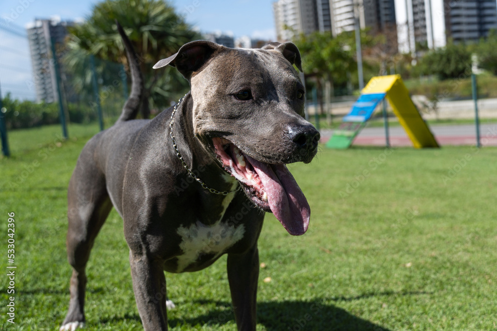 Pit bull dog playing and having fun in the park. Grassy floor, agility ramp, ball. Selective focus. Dog park. Sunny day Pit bull dog playing and having fun in the park. Grassy floor, agility ramp, ball. Selective focus. Dog park. Sunny day