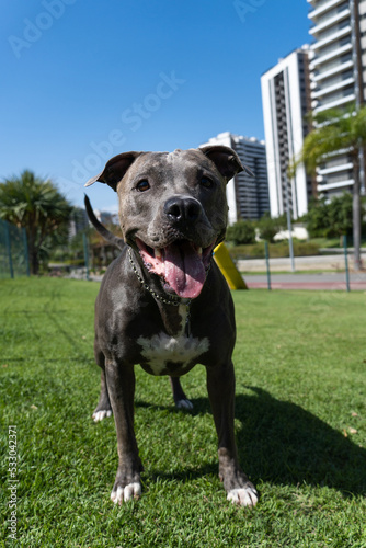 Pit bull dog playing and having fun in the park. Grassy floor  agility ramp  ball. Selective focus. Dog park. Sunny day