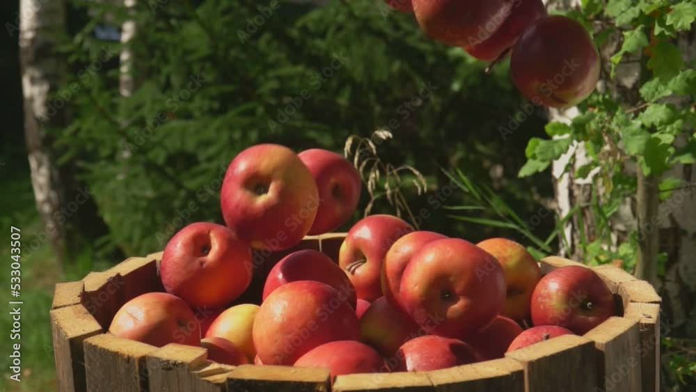 Ripe fresh red apples are falling into the wooden barell outdoors Ripe fresh red apples are falling into the wooden barell outdoors