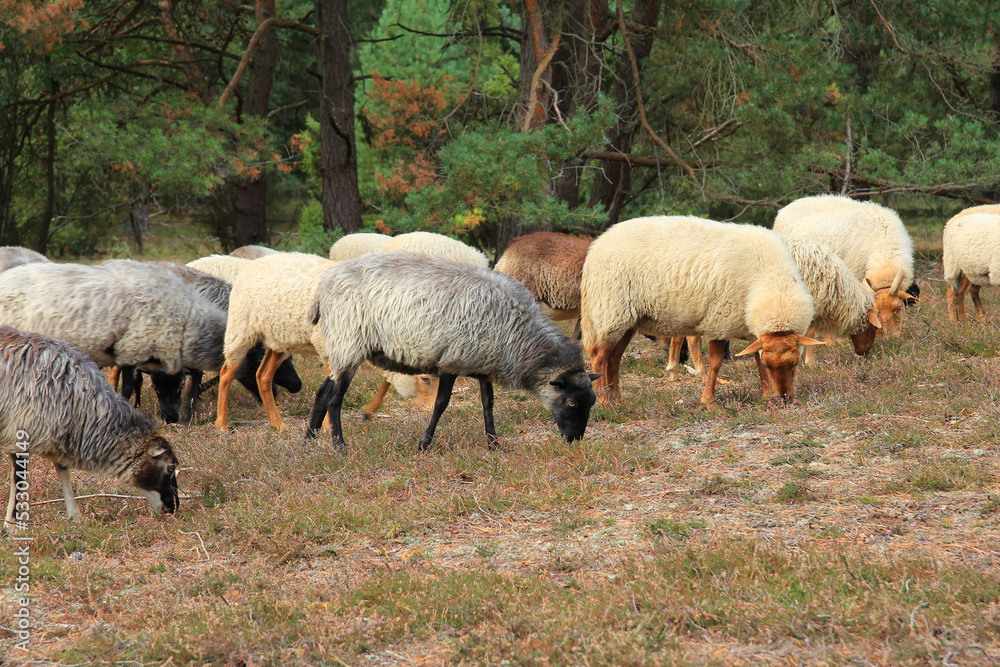 heidschnucken in der lüneburger heide heidschnucken in der lüneburger heide