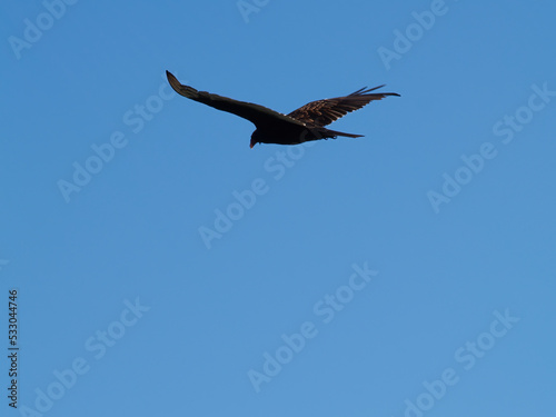 Hawk Gliding With Spread Wings Against Clear Blue Sky