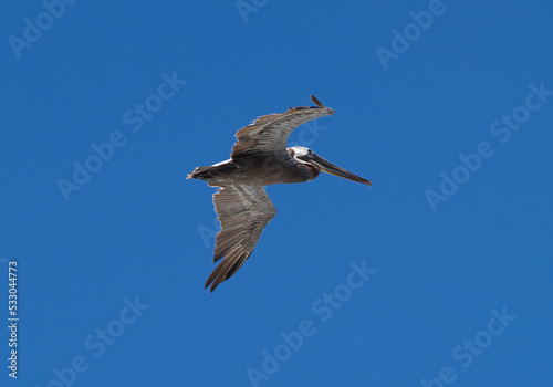 Brown Pelican Flying Alone In Clear Blue Sky