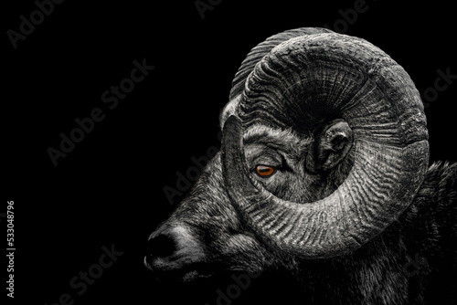 Ram , Close up of head and horns of a wild big horned , isolated to black Background , animal black white