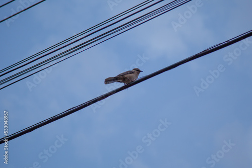 bird on a wire