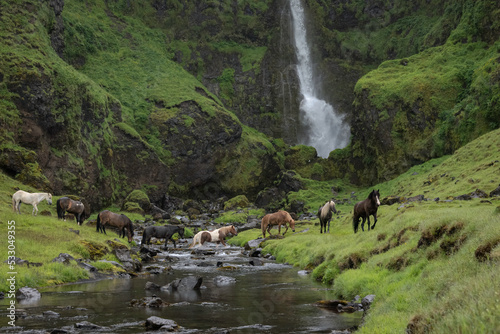 Herd of Icelandic horses crossing a stream in front of a waterfall