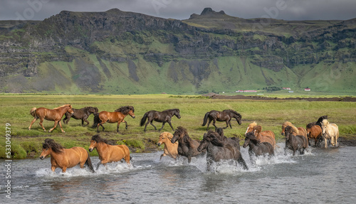 Herd of Icelandic horses running through a river photo