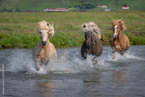 Three Icelandic horses running through a river photo