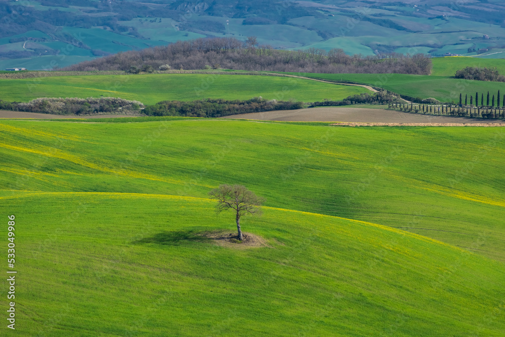 Lonely tree in the hills of the Tuscany countryside, Italy
