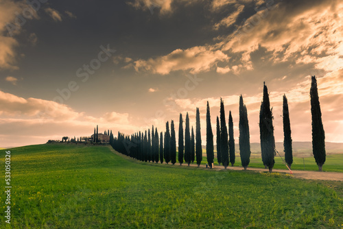 Country road flanked with cypresses in Tuscany   Italy
