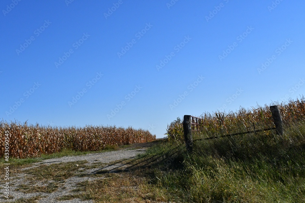 Gravel Road and Fence in a Corn Field