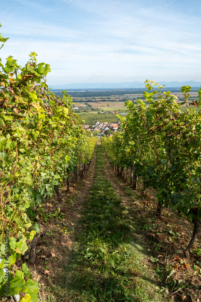 scenic view to Gueberschwihr and vineyards in the Alsace region