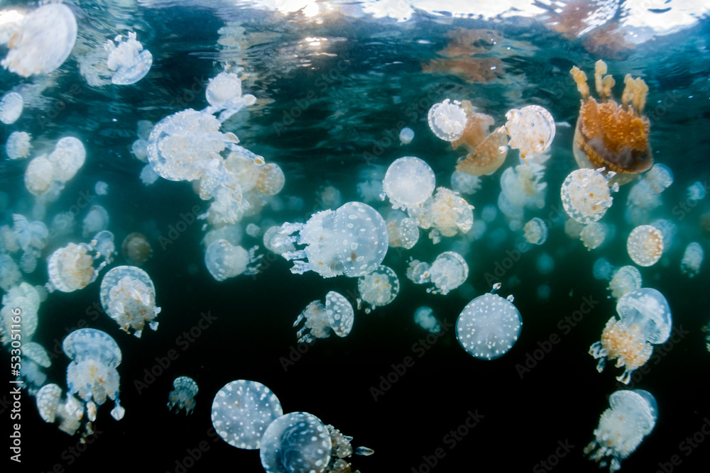 Ταπετσαρία Spotted jellyfish
