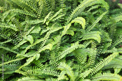 Adiantum Pedatum Imbricatum green leaves background. Maidenhair fern photo