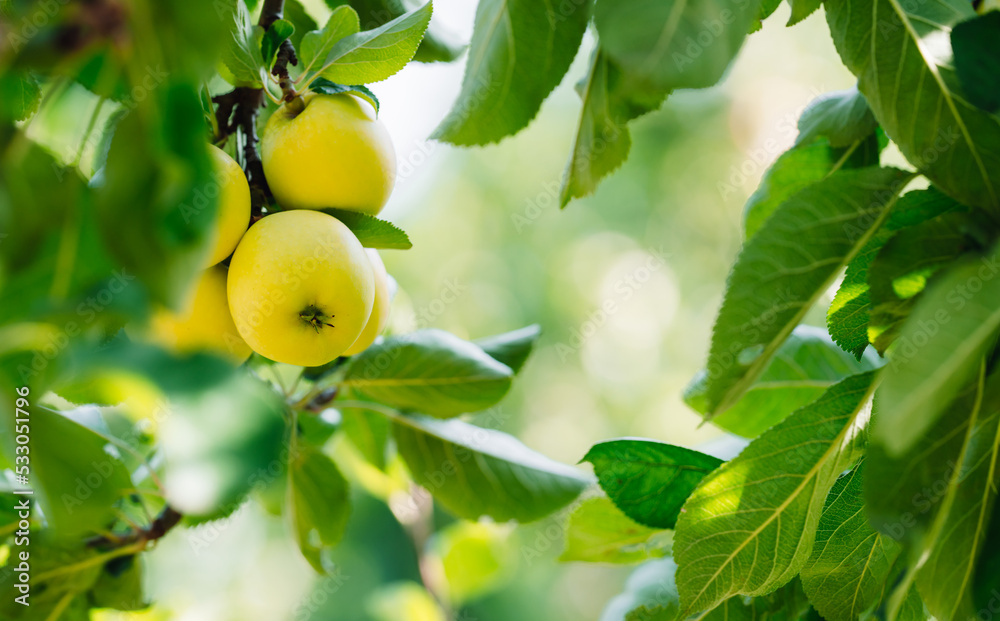 Fotografie Yellow apples on a branch backlit. Selective focus.