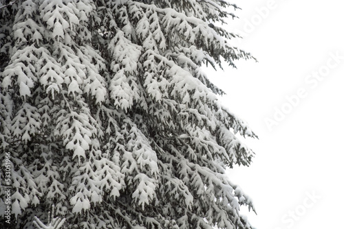 branches with snow. Copy space 