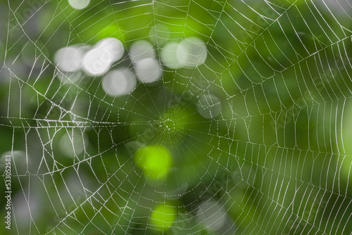 Spider web in forest, close up view