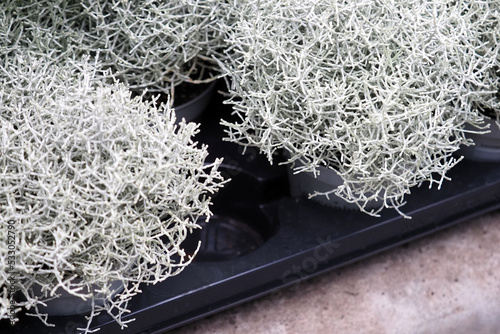Stacheldrahtpflanze, Cushion bush in flower pots. Silver houseplant. Leucophyta or Calocephalus brownii Silver Sand photo
